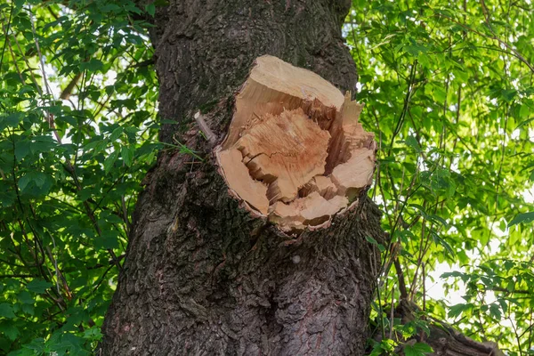 Trunk Old Maple Place Sawn Cracked Thick Branch Broken Wind — Photo