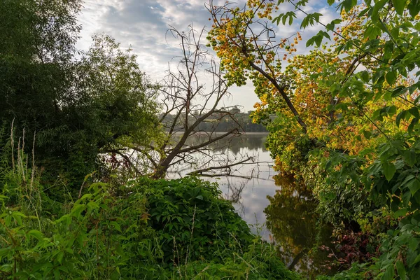 夏の朝の穏やかな天候で池の岸の横に水の中に倒れた古い木 — ストック写真