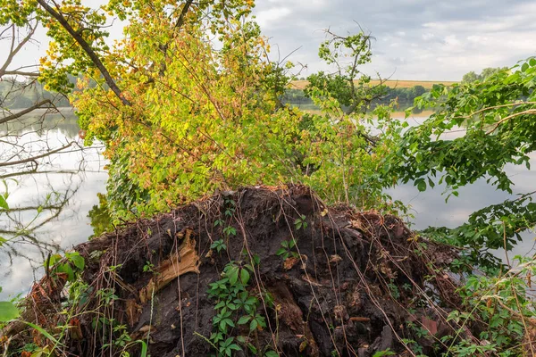 Upadłe Stare Drzewo Leży Wodzie Przy Brzegu Stawu Spokojną Pogodę — Zdjęcie stockowe