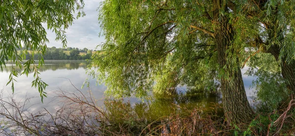 ぶら下がり柳の枝を通して穏やかな天気の朝の池 — ストック写真