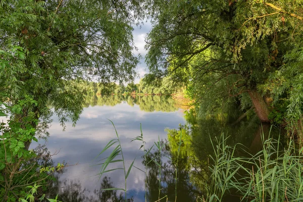 Vijver Bij Rustig Weer Zomerochtend Uitzicht Door Oude Wilgen Takken — Stockfoto