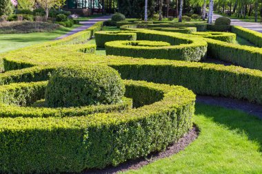 Süslü, bukleli çalı çalılar. Bahar parkının kenarları ve kenarları kırpılmış, bukleli.