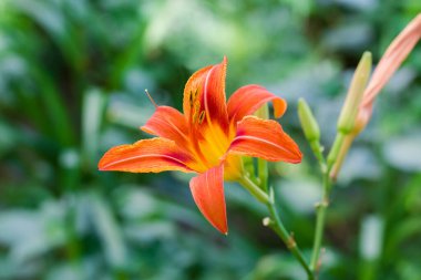 Çiçek turuncu rengi ve koyu yeşil arka planda zambak tomurcukları, seçici odak noktasında yakın plan