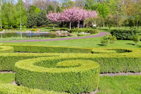 Sección Parque Primavera Con Arbustos Boj Ornamentales Recortados Plantados Forma —  Fotos de Stock