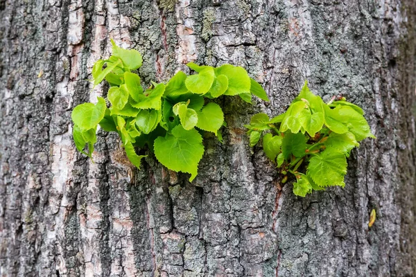 新鮮な春の葉で樹皮を通して若い芽を持つ古いリネンの幹の断片 選択的な焦点でクローズアップ — ストック写真