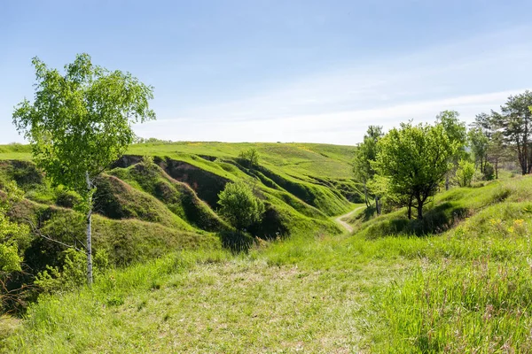 Tiefe Verzweigte Schlucht Mit Steilen Lehmhängen Die Frühling Mit Gras — Stockfoto