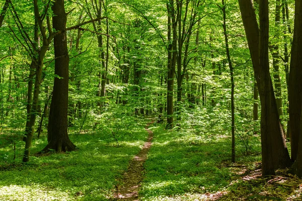 Section Forêt Feuillus Printanière Avec Sentier Centre Par Temps Ensoleillé — Photo