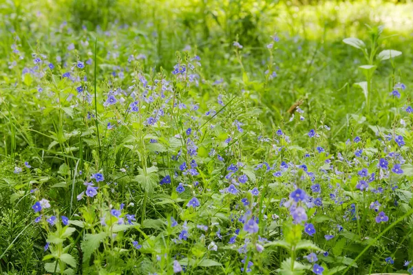 Floración Verónica Chamaedrys Entre Las Diversas Hierbas Claro Bosque Primavera — Foto de Stock