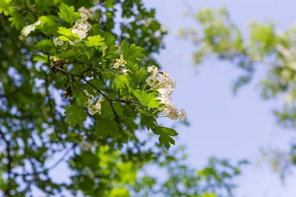 Κλάδος Του Ανθοφόρου Hawthorn Ένα Θολό Φόντο Των Δέντρων Κλαδιά — Φωτογραφία Αρχείου