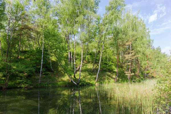 Malé Mělké Jezero Částečně Zarostlé Rákosím Zalesněným Kopcovitým Břehem Počátkem — Stock fotografie