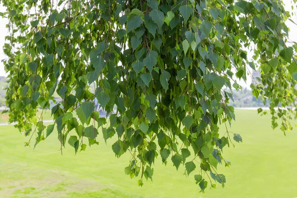 Eski Huş Ağacının Dalları Yeşil Yapraklar Bulanık Arka Planda Sallanan — Stok fotoğraf