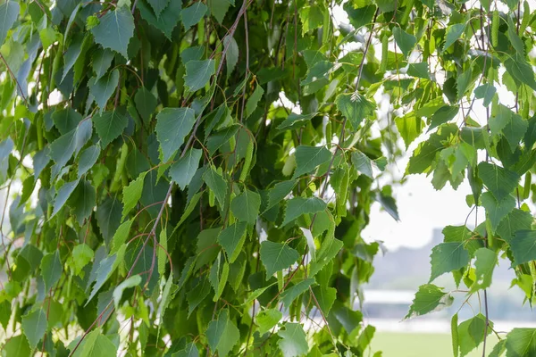 Takken Van Oude Berk Met Groene Bladeren Katjes Die Hangen — Stockfoto