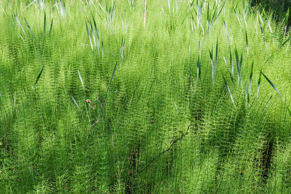 Equisetum Bozót Más Néven Lófarok Mocsárban Kora Nyáron — Stock Fotó