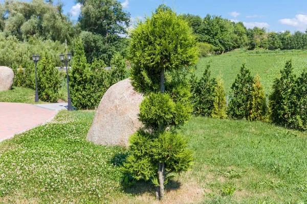 Małe Ozdobne Drzewo Juniper Kształtowanymi Gałęziami Specjalna Forma Rozmytym Tle — Zdjęcie stockowe