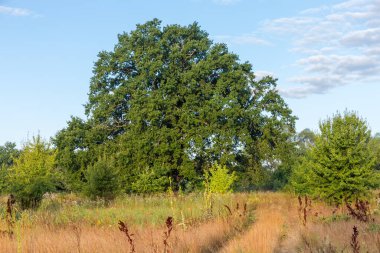 Yüzyıllardır yayılan meşe ağacı yaz sabahı gökyüzünün arka planında çayırların arasında büyüyor.