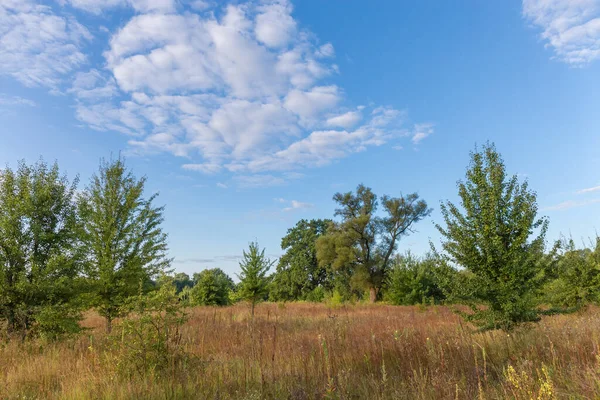 一本の木 夏の朝の空に対する部分的に枯れてしまった草で覆われた牧草地のセクション — ストック写真