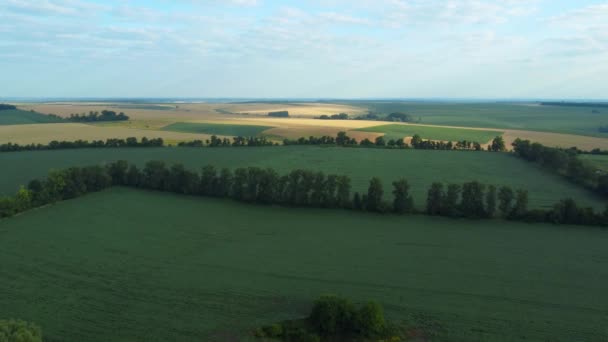 Воздушный Обзор Сельскохозяйственных Полей Разделенных Лесными Поясами — стоковое видео