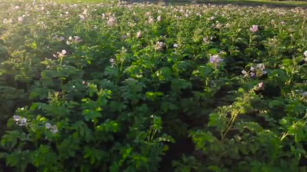 Potato Plants Flowering Purple Flowers Side View Edge Field Sunset — Stock Video
