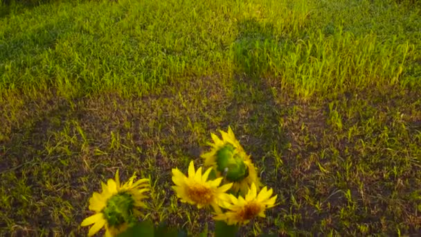 Kvetoucí Slunečnicová Rostlina Rostoucí Samostatně Poli Horní Pohled Létě Ráno — Stock video
