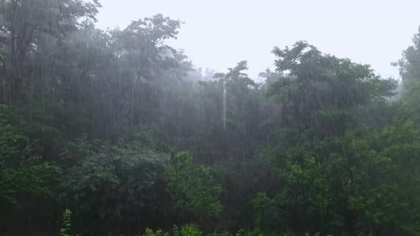 Дерева Кущі Парку Під Час Сильного Дощу Влітку — стокове відео