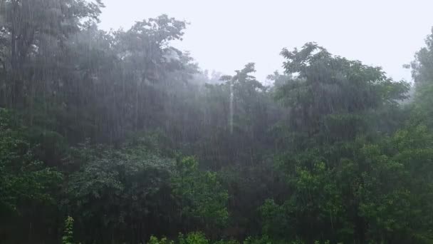 Alberi Cespugli Nel Parco Durante Forti Piogge Estive — Video Stock