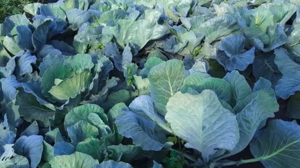 Young White Cabbage Plants Covered Morning Dew Starting Forming Cabbage — Stock Video