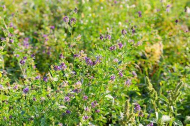 Tarlada çiçekli yoncalar ve çiçek tomurcukları bulanık arka planda.