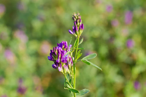 Tige Luzerne Avec Des Fleurs Des Boutons Floraux Sur Champ — Photo