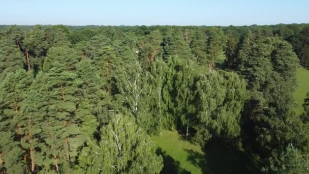 Вид Повітря Старі Дерева Парку Влітку — стокове відео