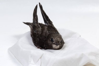 Kurtuluş için özenle seçilen siyah süratle yuvadan atıldıktan sonra, ev koşullarında bakım sırasında, seçici bir odak noktasında toplanmış.