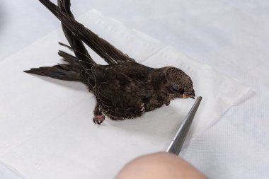 Ev koşullarında beslenirken, yuvadan düştükten sonra, kurtuluş için özenle seçilen siyah süratli yuva.