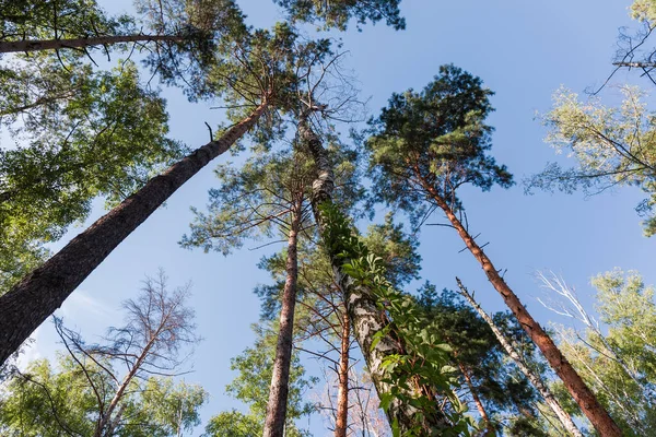 Koffertar Och Toppar Höga Björkar Och Tallar Skog Mot Himlen — Stockfoto