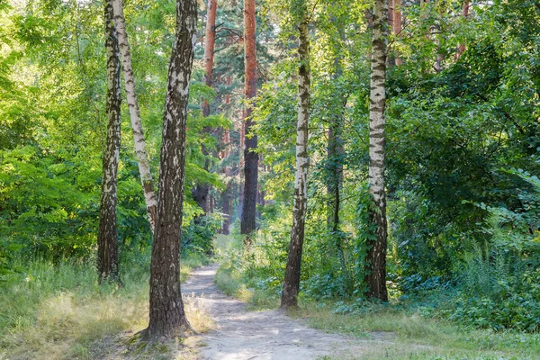 Fragmento Del Bosque Mixto Caducifolio Conífero Con Sendero Entre Los — Foto de Stock