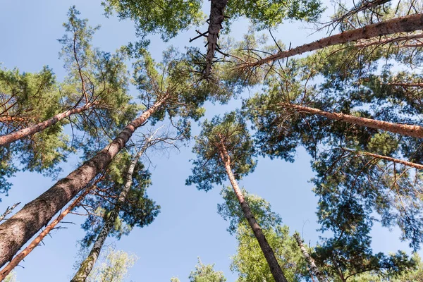 澄んだ空に背の高い松の幹と頂 底入れの眺め — ストック写真