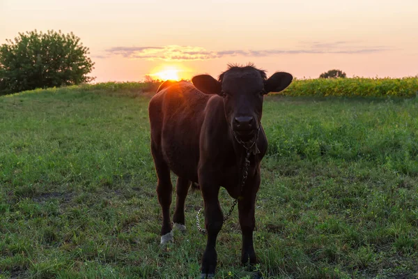 黒い子牛は夕方の空に向かって牧草地の鎖で結ばれ 太陽をバックに沈めています — ストック写真