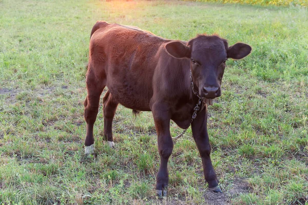 夏の夕方に牧草地の鎖で結ばれた暗褐色の子牛 — ストック写真