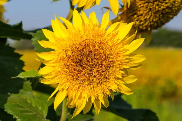 Flower of decorative sunflower on a blurred background of other sunflowers, close-up