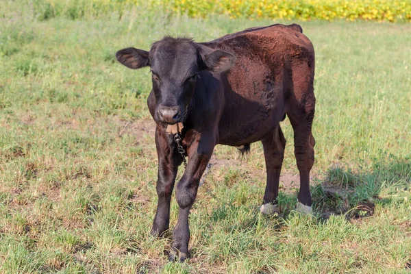 Veau Brun Foncé Noué Pâturage Matin Ensoleillé Été Gros Plan — Photo