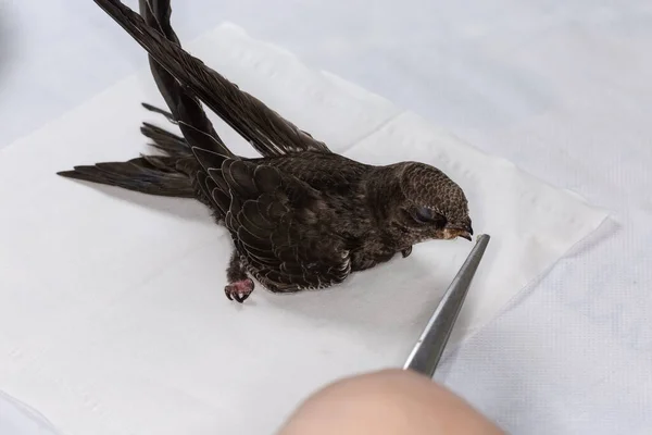 Ubicado Vencejo Negro Escogido Mano Para Salvación Después Que Cayó Imagen De Stock