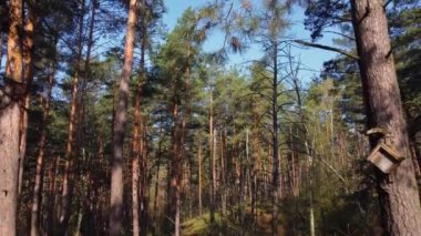 İlkbaharda çam ormanının bir bölümünde, ağaç gövdeleri arasında yuva kutuları olan bir yer. 