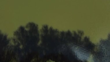 Söğüt ağaçlarının arkasından söğüt ağacının dikey hava manzarası ve bahar sabahı taze yapraklar.