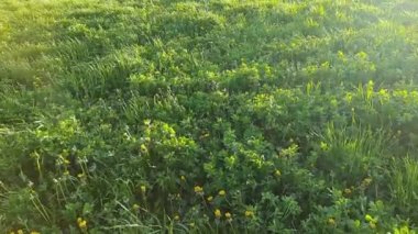 Baharda güneşin batışının ışığında rüzgârlı havada çeşitli otlarla kaplanmış çayırın bir bölümü. 