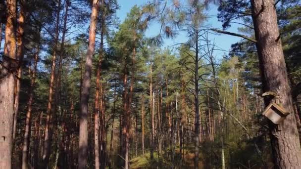 Seção Floresta Pinheiros Primavera Vista Entre Troncos Árvores Com Caixa — Vídeo de Stock