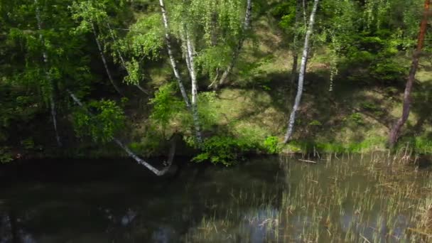 Scenic Klein Bos Meer Begroeid Met Riet Hoge Bomen Steile — Stockvideo