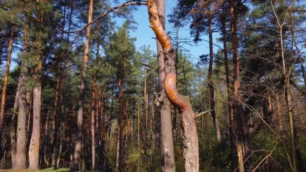 Lkbaharda Çam Ormanının Bir Bölümünde Ağaç Gövdeleri Arasında Yuva Kutuları — Stok video