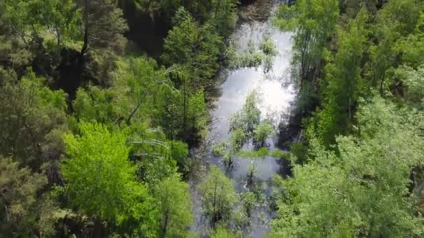 Scenic Klein Smal Bos Meer Begroeid Met Riet Hoge Bomen — Stockvideo