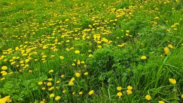 Úsek Louky Překypující Kvetoucími Pampeliškami Rozličnou Trávou Větrného Počasí Jaře — Stock video