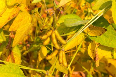 Soya fasulyesi, güneşli bir günde meydanda olgunlaşan kabuklarla seçici bir şekilde toplanır.