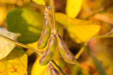 Tarlada olgunlaşmış soya tohumları diğer soya bitkilerinin bulanık arka planında, seçici odak noktasında yakın plan.
