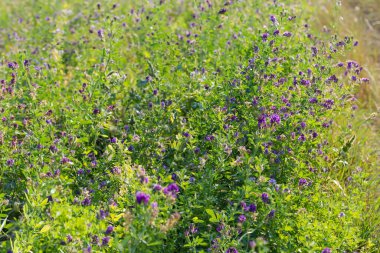 Yaz günü çiçek açan yoncalarla tarlanın bir parçası.